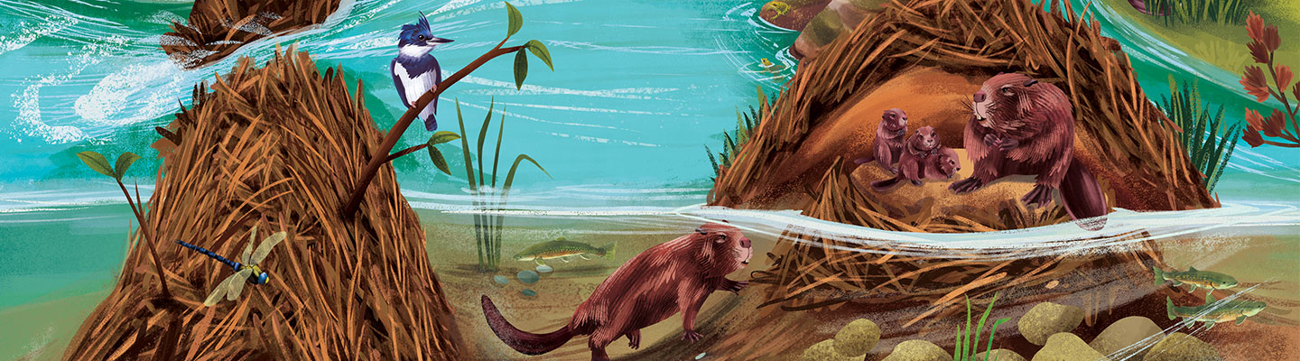 Illustration of a beaver dam