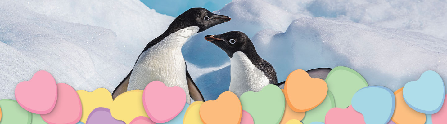 Image of two penguins in an icy landscape