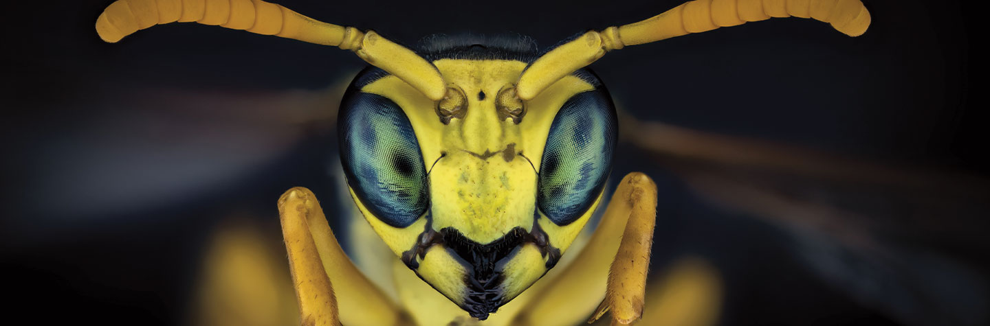 Close-up image of a wasp