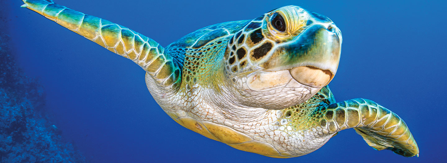 A sea turtle swims close to the camera in open blue ocean water