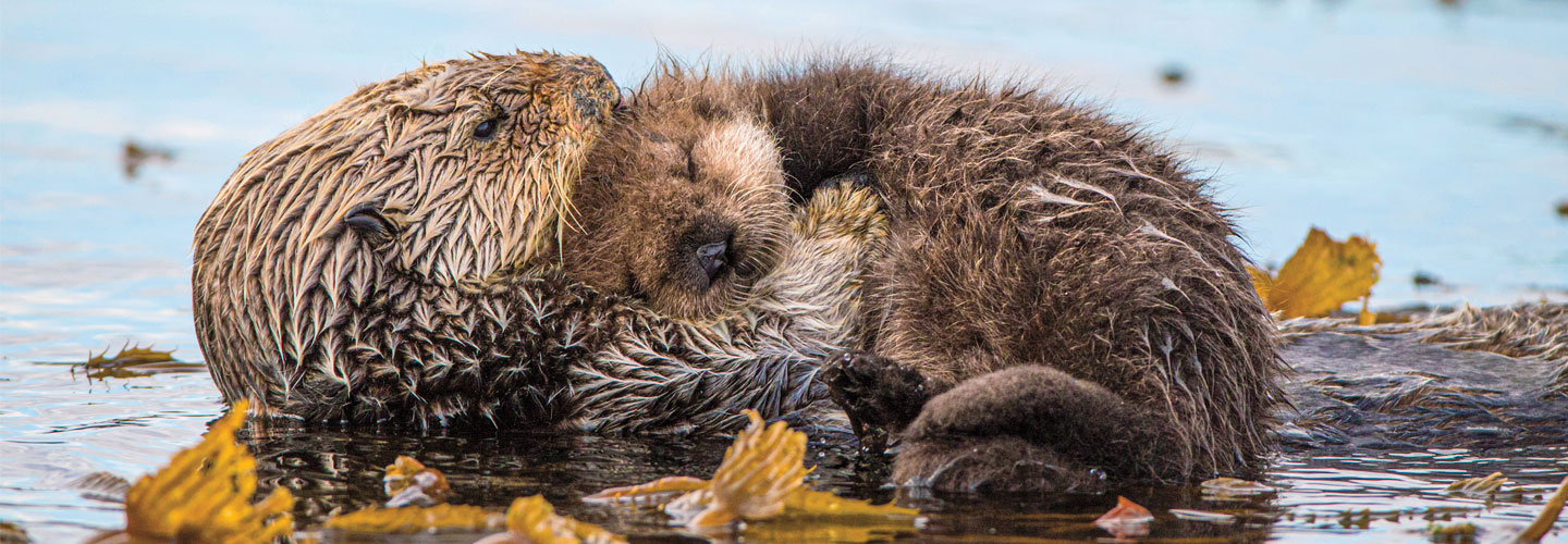 Two otters holding each other